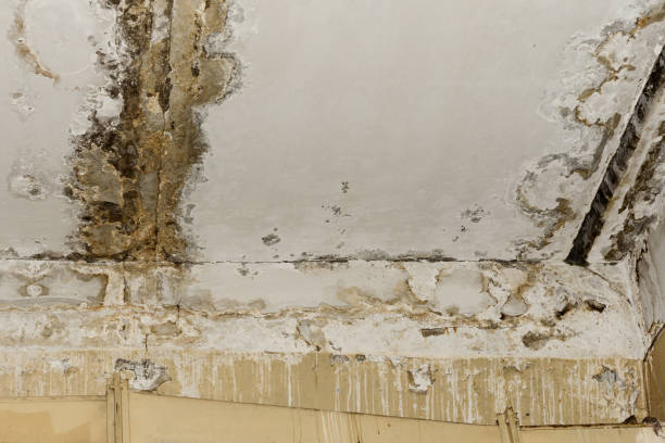 Best Basement water damage restoration  in Hanscom Af, MA